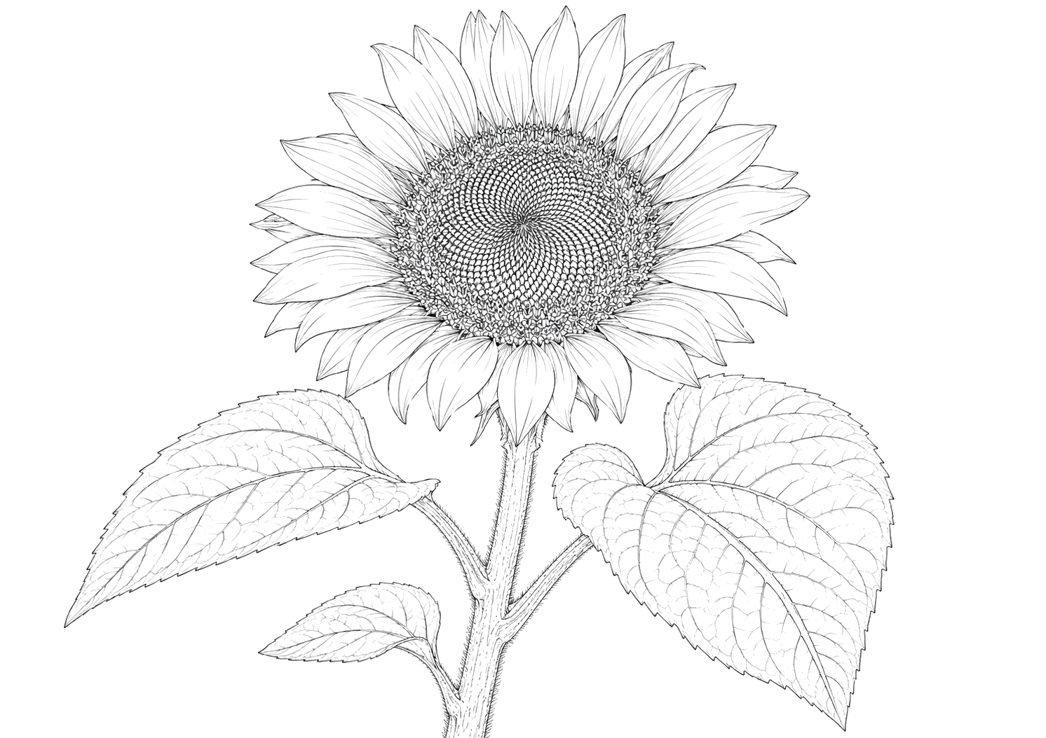 ひまわりの細密画
