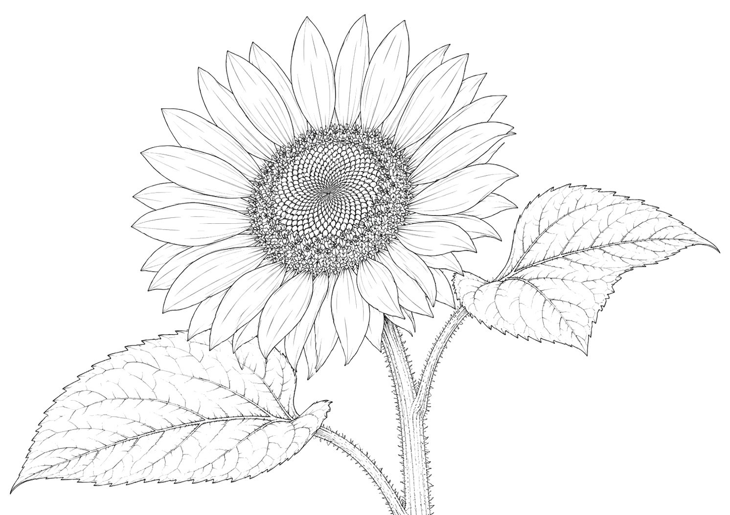 ひまわりの細密画