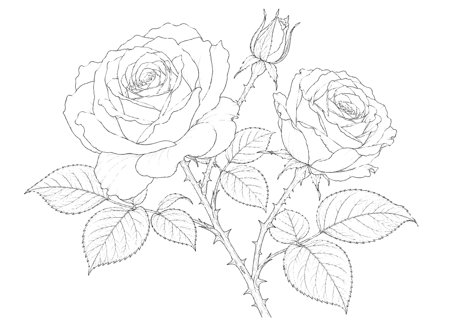 白薔薇の細密画