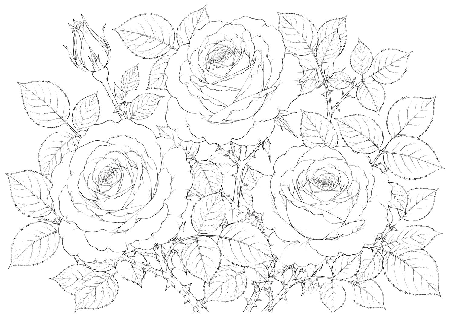 白薔薇の細密画