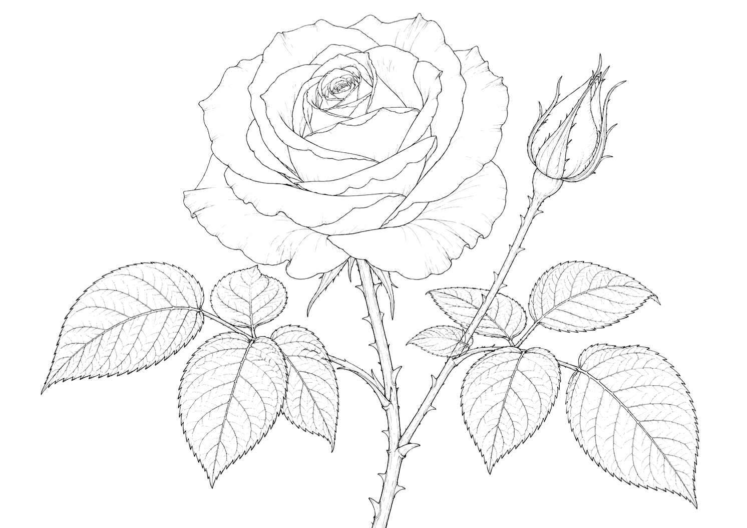 白薔薇の細密画