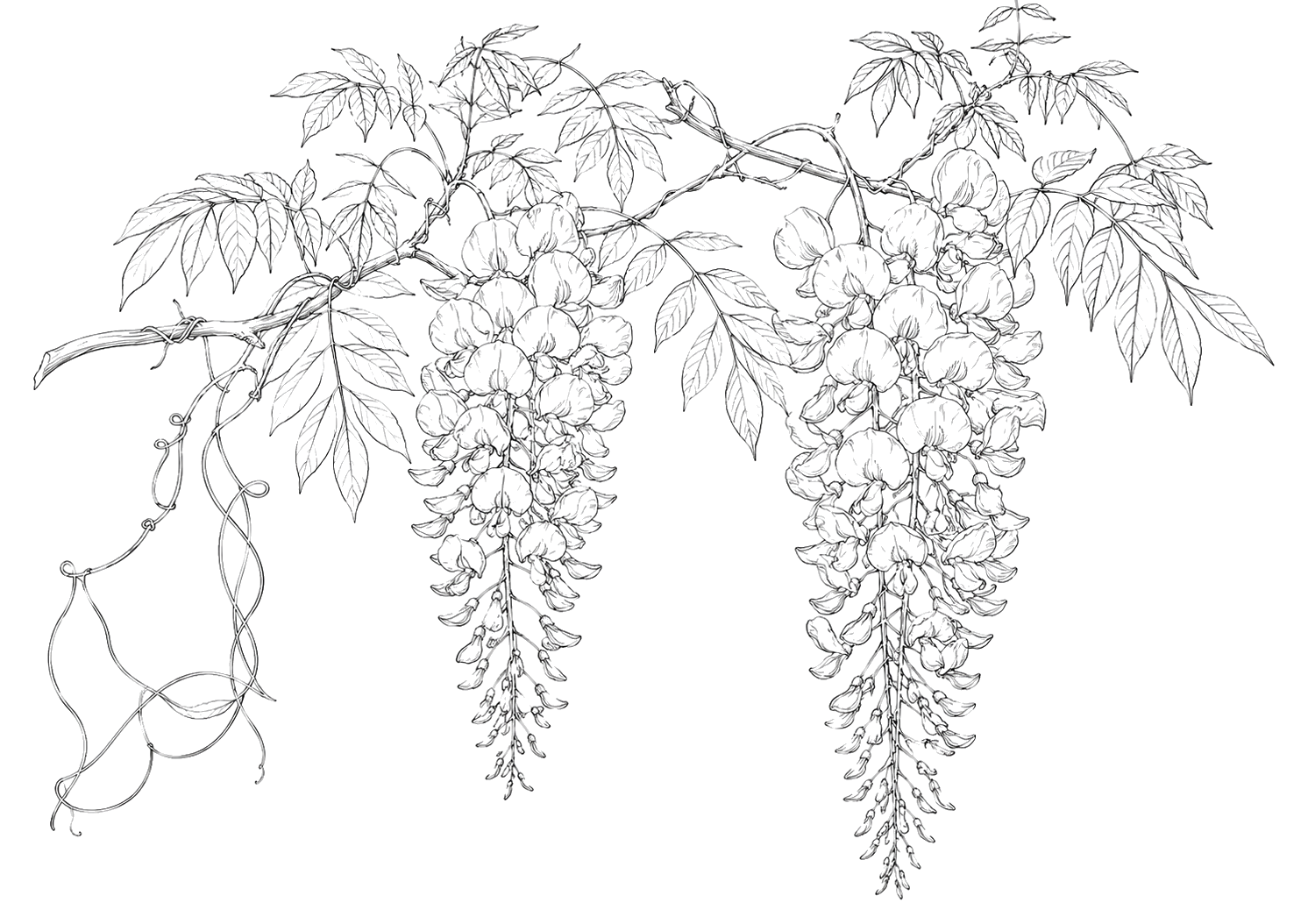藤の細密画