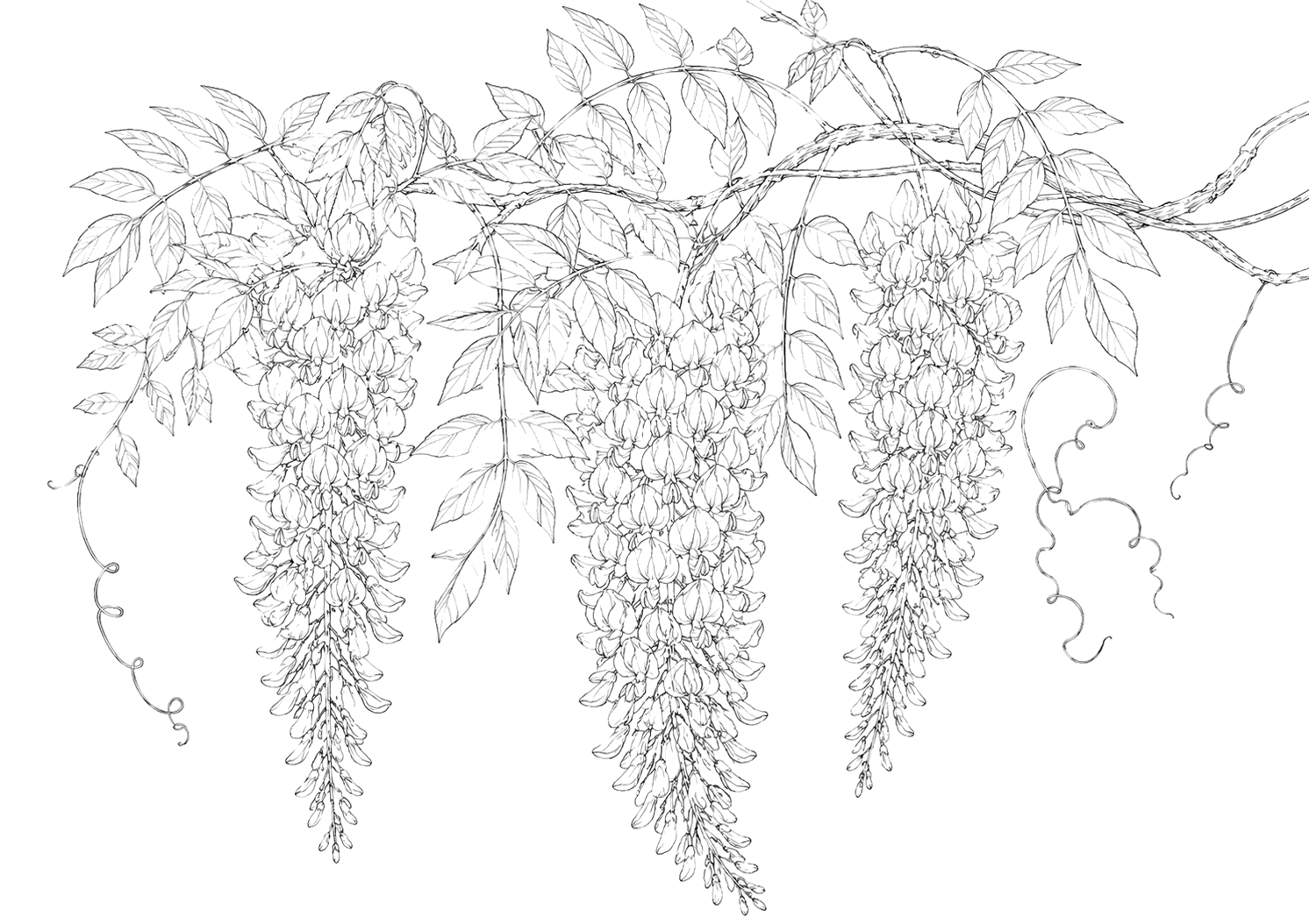 藤の細密画