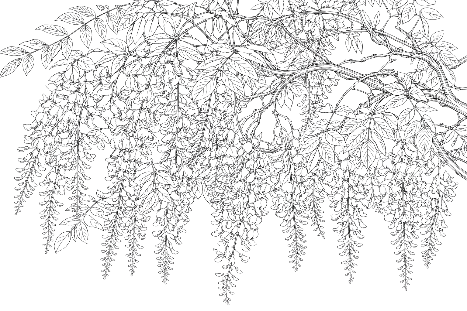 藤の細密画