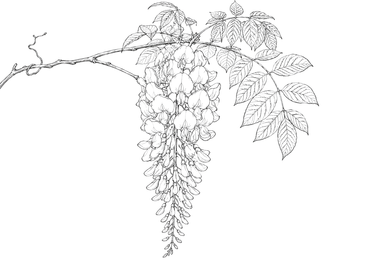 藤の細密画