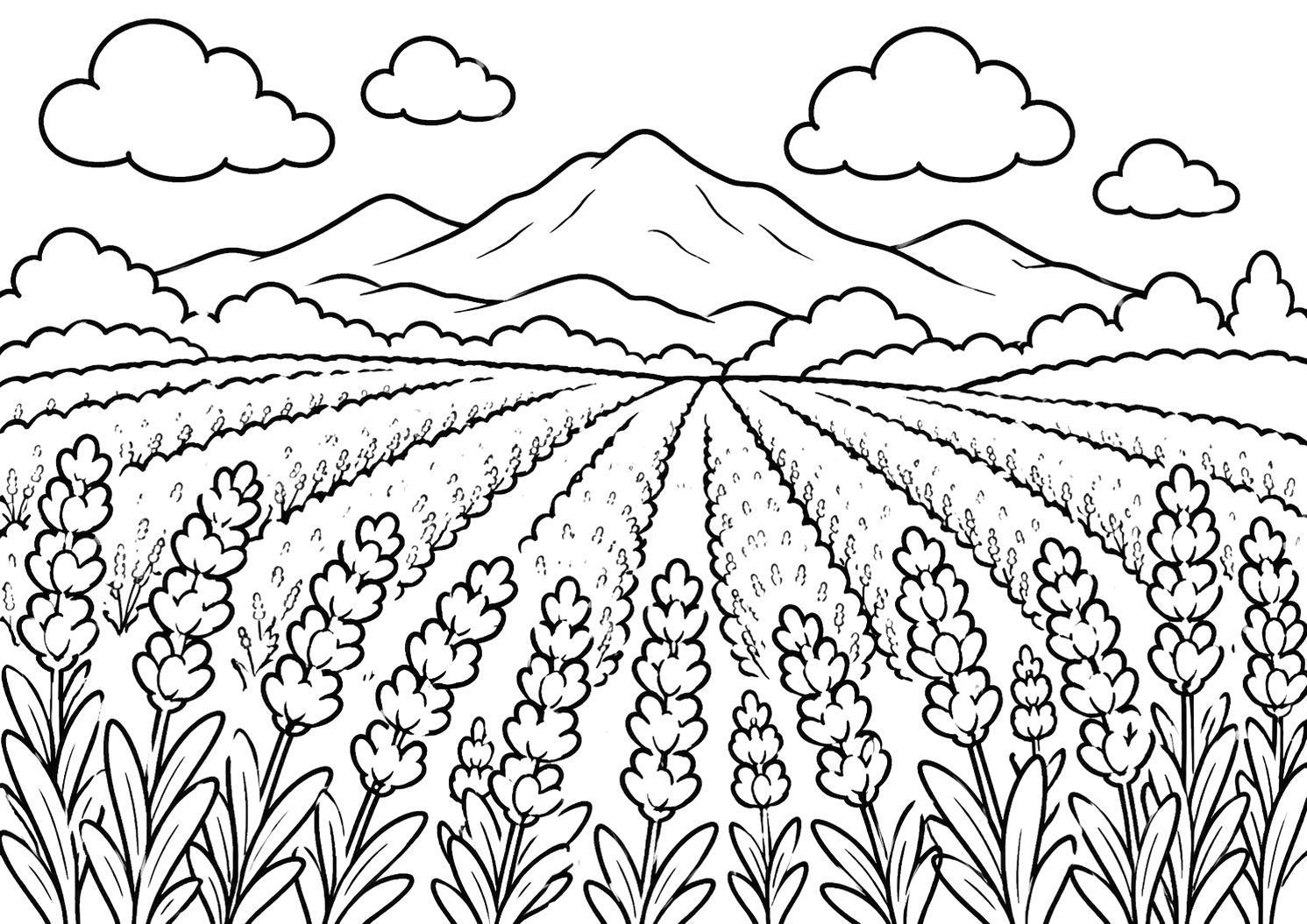 ラベンダー畑（北海道）