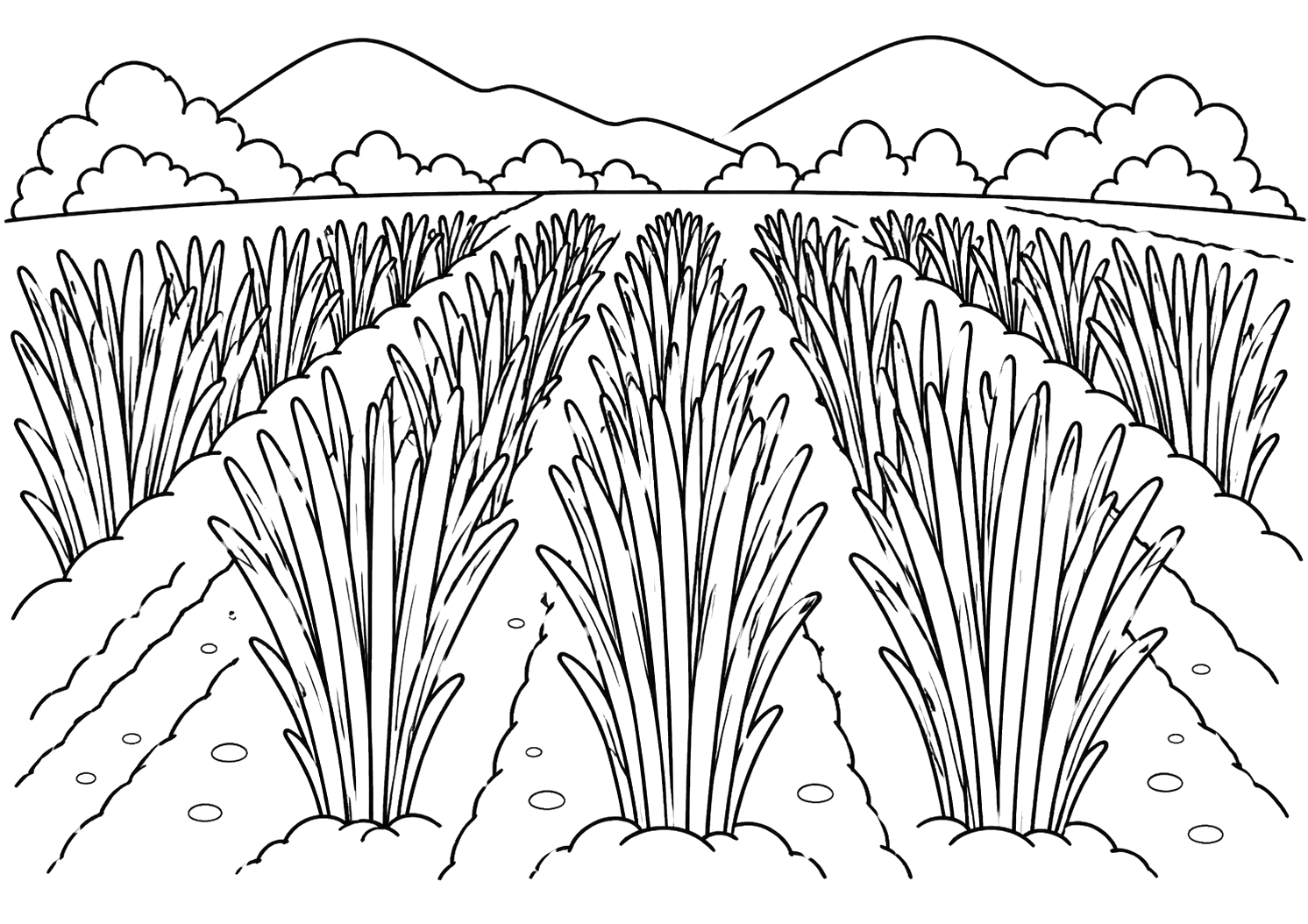い草（熊本・八代）