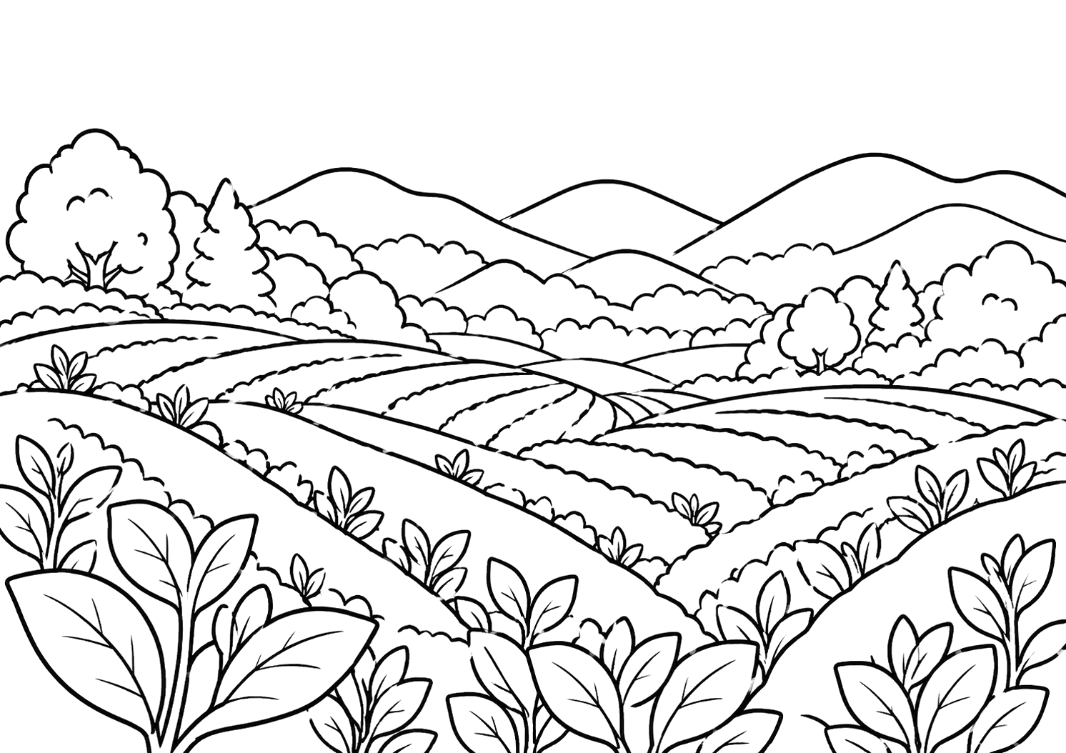 大和茶（奈良）