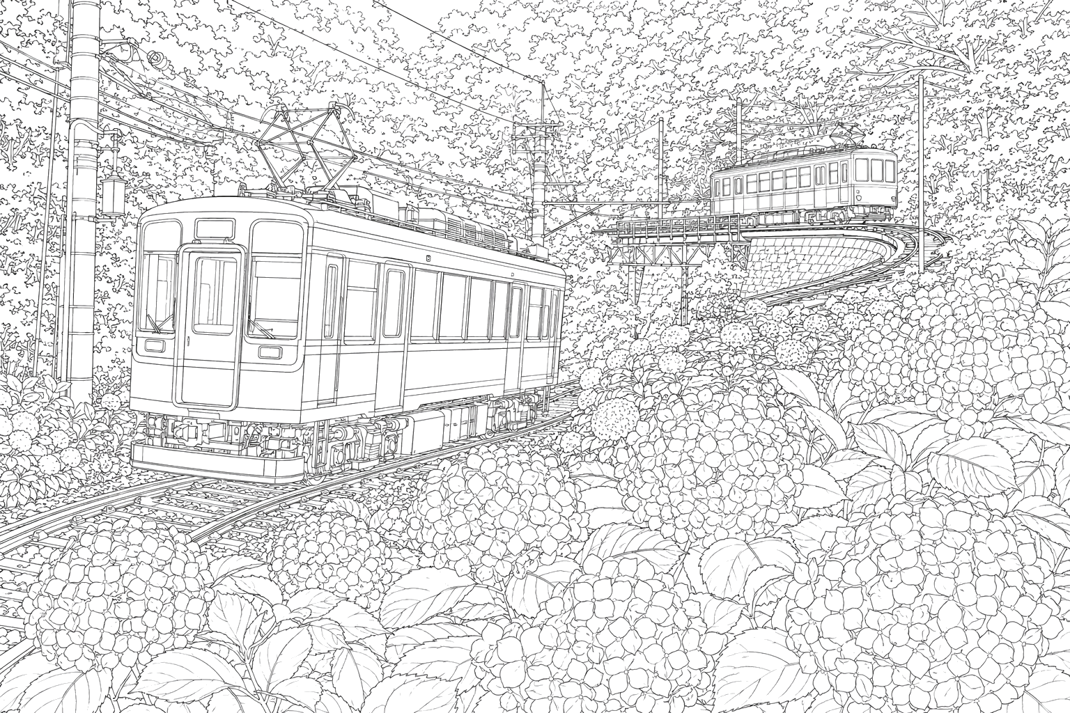 箱根登山電車と紫陽花（ふつう）